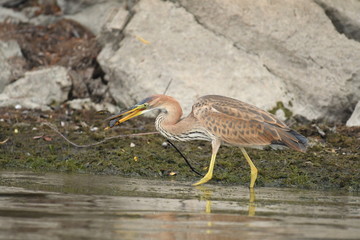 Purple heron (Ardea purpurea) 