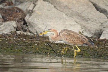 Purple heron (Ardea purpurea) 
