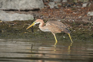 Purple heron (Ardea purpurea) 
