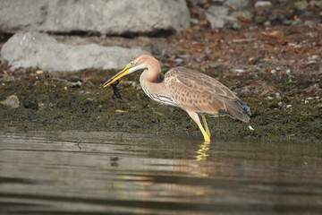 Purple heron (Ardea purpurea) 