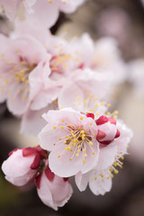 Obraz premium 梅の花