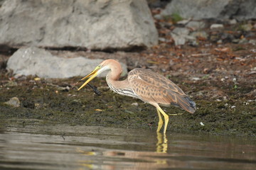 Purple heron (Ardea purpurea) 