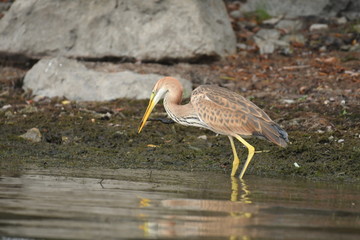 Purple heron (Ardea purpurea) 