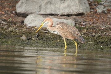 Purple heron (Ardea purpurea) 