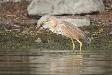 Purple heron (Ardea purpurea) 