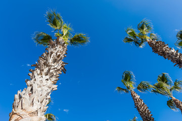 tall palm trees  