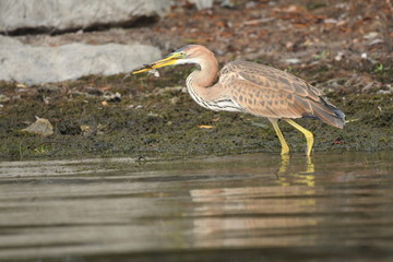 Purple heron (Ardea purpurea) 