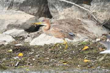 Purple heron (Ardea purpurea) 