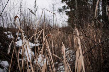 Fototapeta premium Dark spring