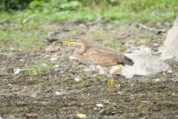 Purple heron (Ardea purpurea) 
