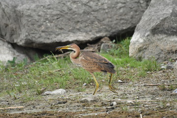 Purple heron (Ardea purpurea) 