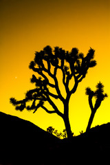 Joshua Tree Silhouette with Colorful Orange Stylized Sunset