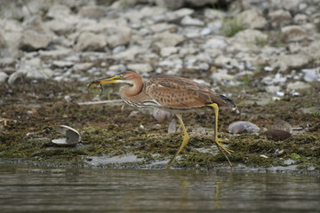Purple heron (Ardea purpurea) 