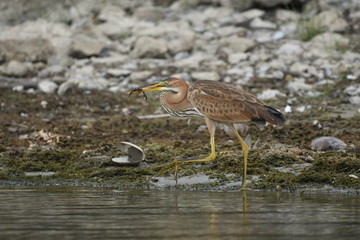 Purple heron (Ardea purpurea) 