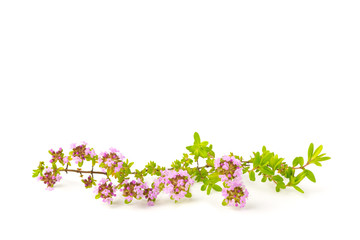 creeping thyme flower