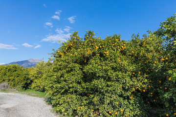Fototapeta na wymiar tangerine trees near Kemer, Turkey