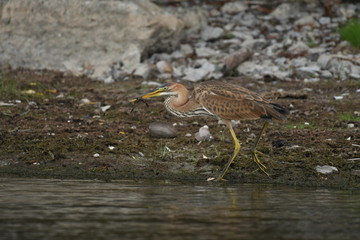 Purple heron (Ardea purpurea) 