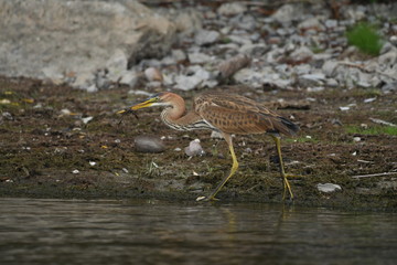 Purple heron (Ardea purpurea) 