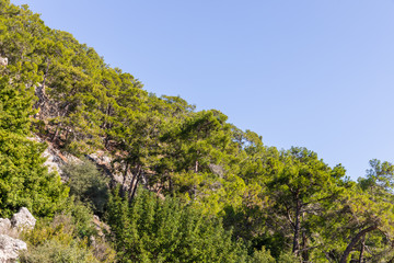 trees on the mountainside near Kemer, Turkey