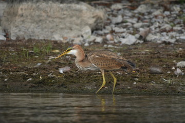 Purple heron (Ardea purpurea) 