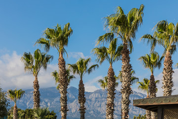 Obraz premium tall palm trees 