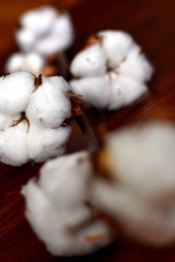 White cotton flowers on a branch on the reddish brown wood surface. Shallow DOF.