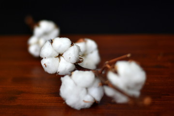 Branch with soft fluffy white cotton flowers on a dark wooden table. Closeup.