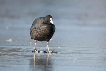 coot on ice