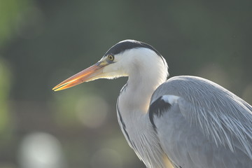 Grey Heron (Ardea cinerea) 