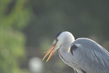 Grey Heron (Ardea cinerea) 