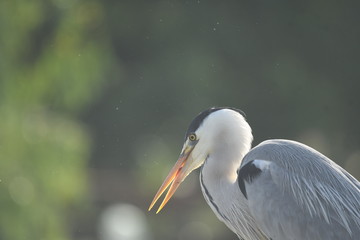 Grey Heron (Ardea cinerea) 