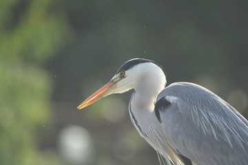 Grey Heron (Ardea cinerea) 