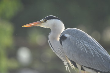 Grey Heron (Ardea cinerea) 