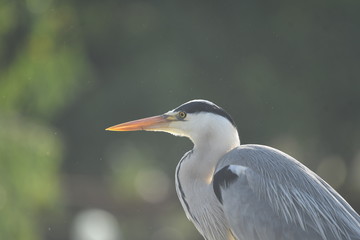 Grey Heron (Ardea cinerea) 