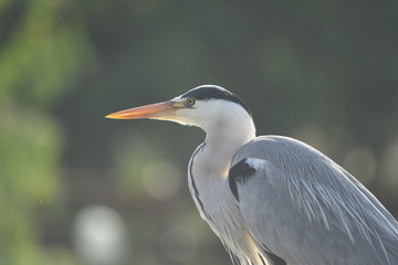 Grey Heron (Ardea cinerea) 