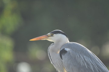 Grey Heron (Ardea cinerea) 