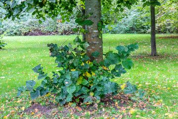 Tree and leaves in autumn