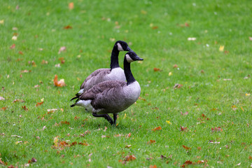 Canadian geese on grass field
