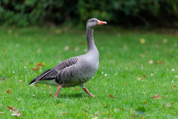 Goose on grass field