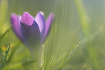 crocus flower in springtime backlit