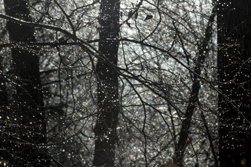 Ice coating tree branches in Valley Falls Park, Connecticut.