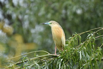 Squacco Heron (Ardeola ralloides) 