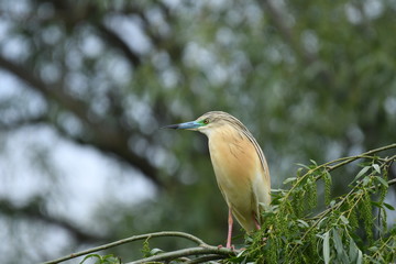Squacco Heron (Ardeola ralloides) 