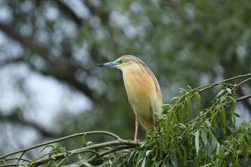 Squacco Heron (Ardeola ralloides) 
