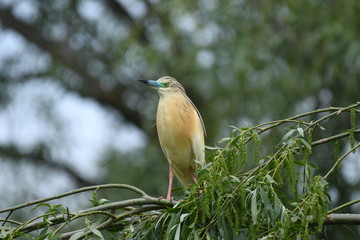 Squacco Heron (Ardeola ralloides) 