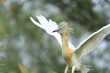 Squacco Heron (Ardeola ralloides) 