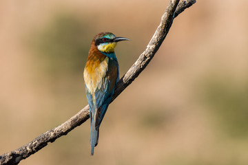 Eurasian Bee-Eater sitting on a branch with beautiful light