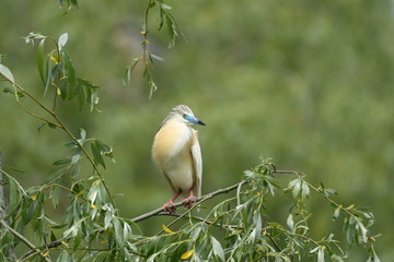 Squacco Heron (Ardeola ralloides) 