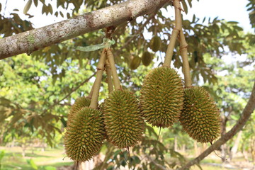 Durian