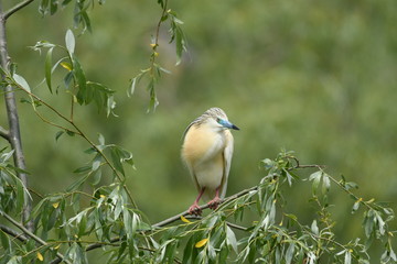 Squacco Heron (Ardeola ralloides) 